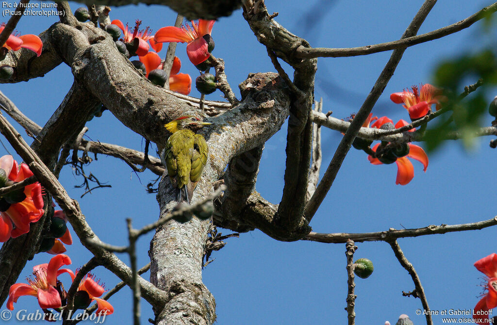 Pic à huppe jaune mâle