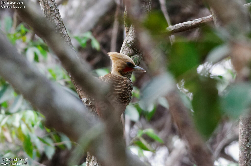 Pale-crested Woodpecker