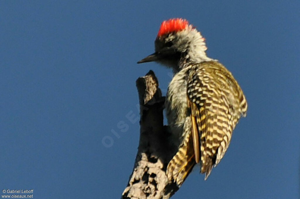Cardinal Woodpecker