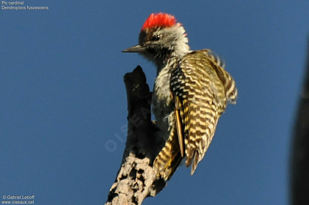 Cardinal Woodpecker