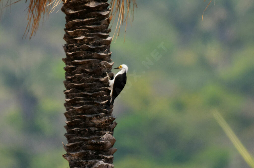 Pic dominicain