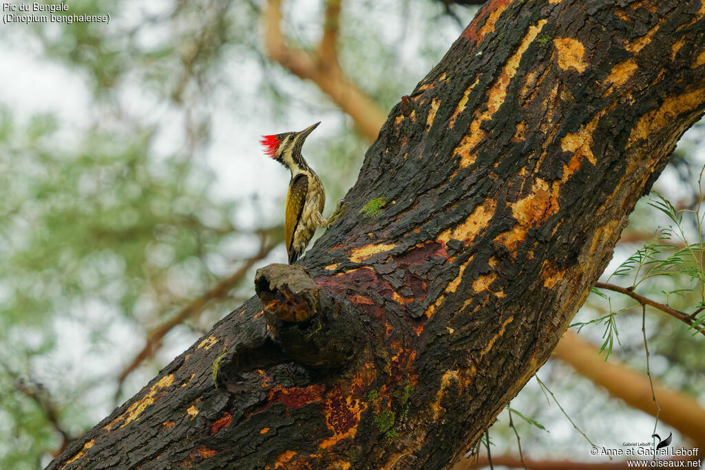 Pic du Bengale mâle