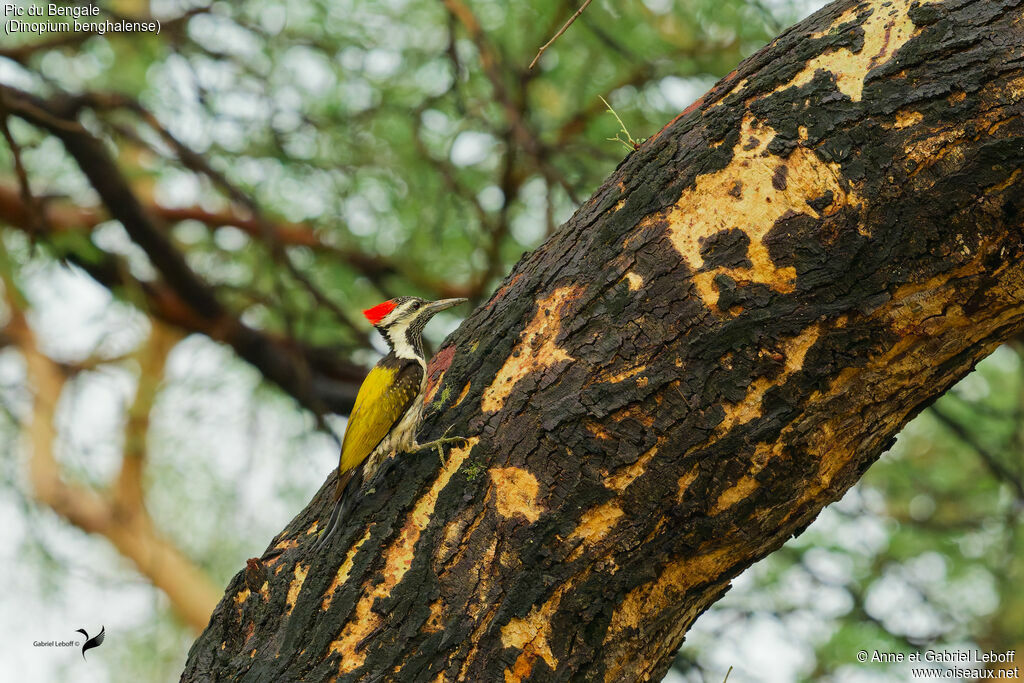 Pic du Bengale mâle