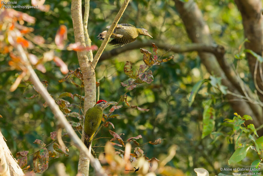 Pic strioléadulte