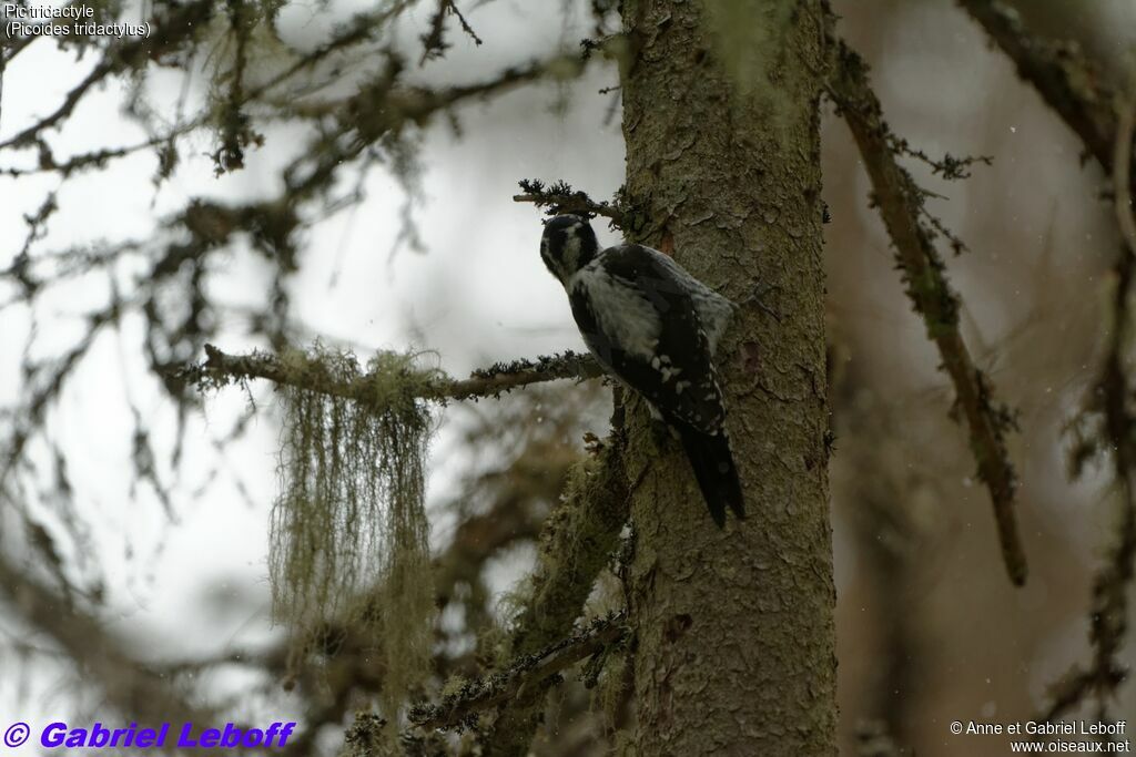 Eurasian Three-toed Woodpecker