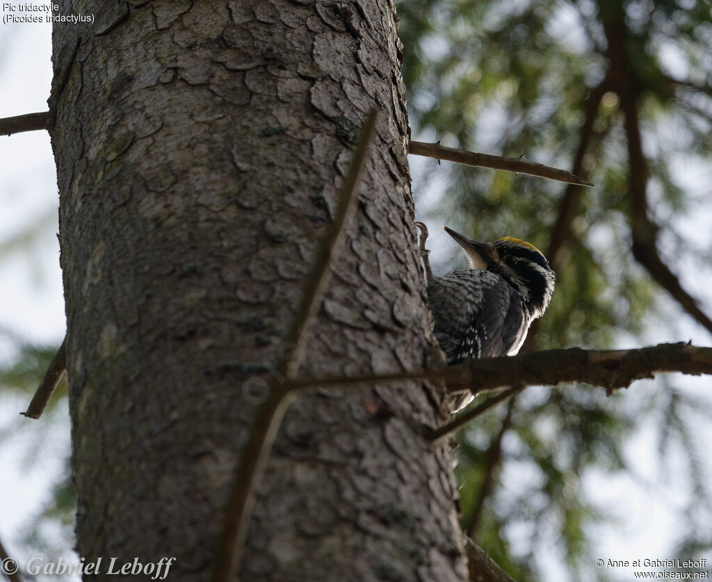 Eurasian Three-toed Woodpecker male