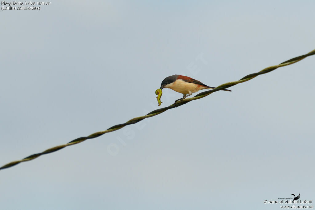 Pie-grièche à dos marron, pêche/chasse
