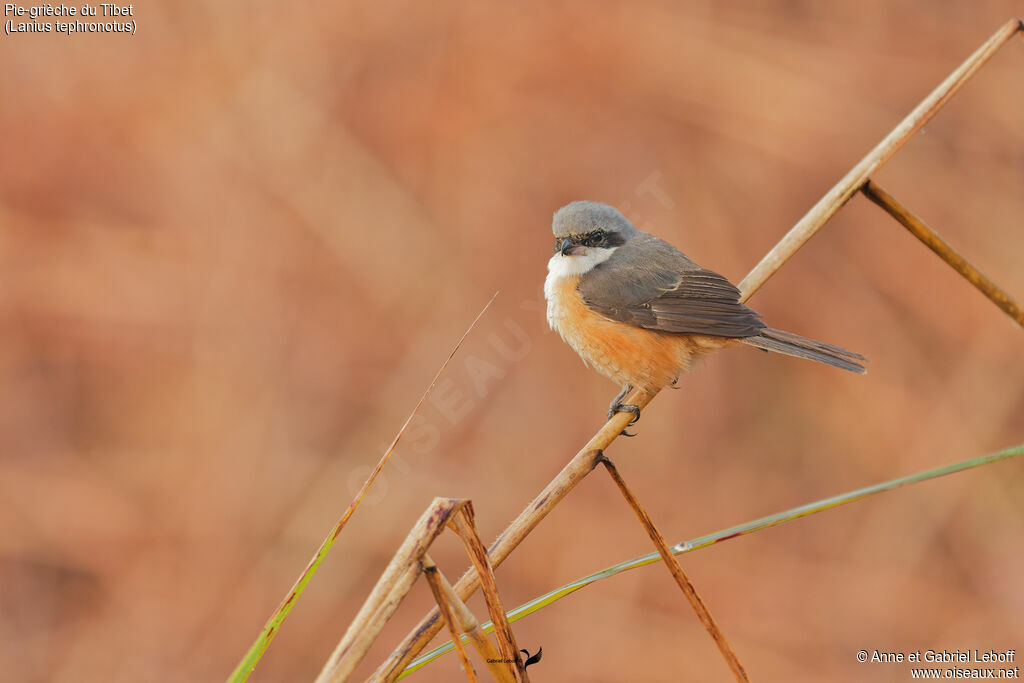 Pie-grièche du Tibet