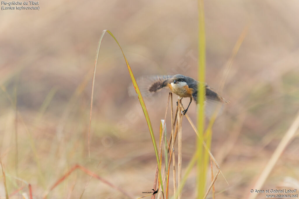Pie-grièche du Tibet