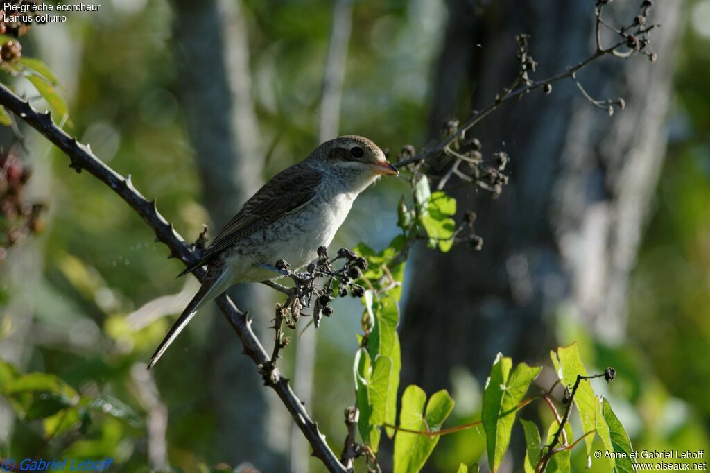 Red-backed Shrike