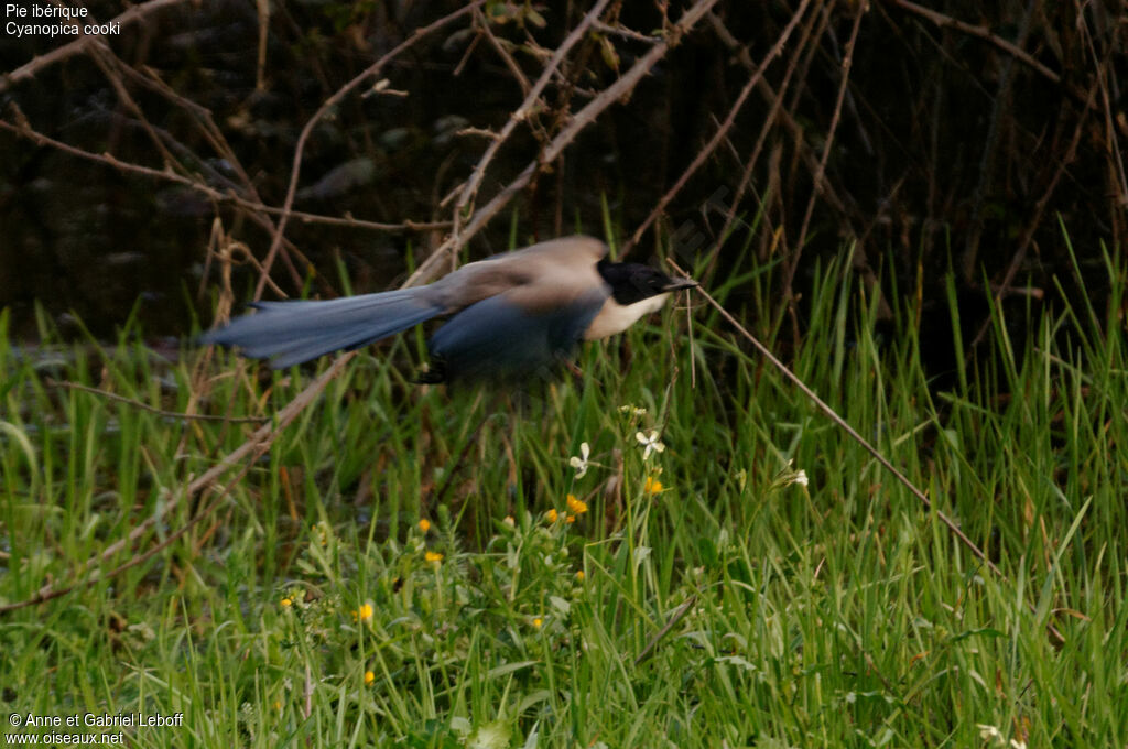 Iberian Magpie