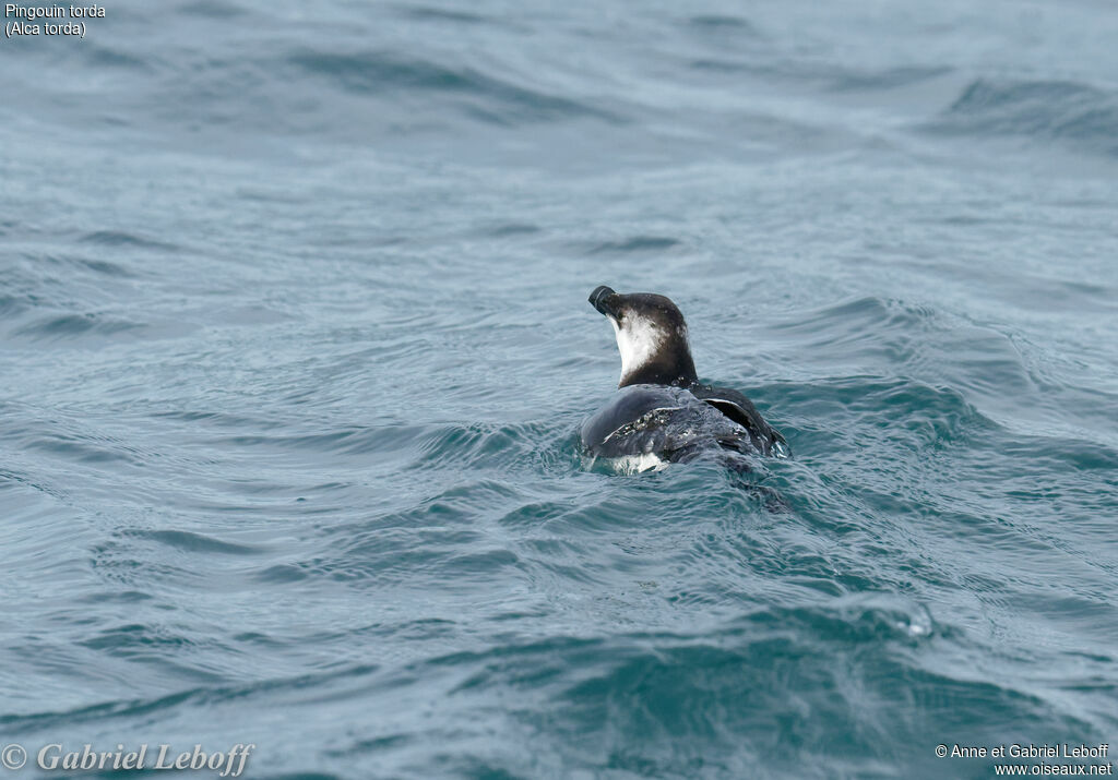 Razorbill
