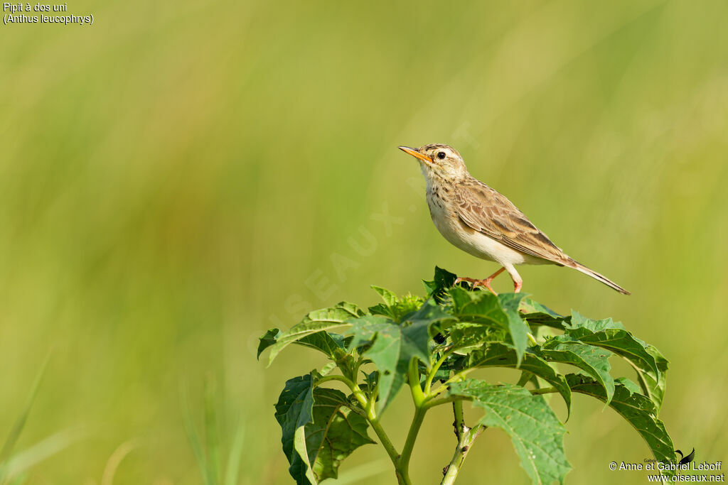 Plain-backed Pipitimmature