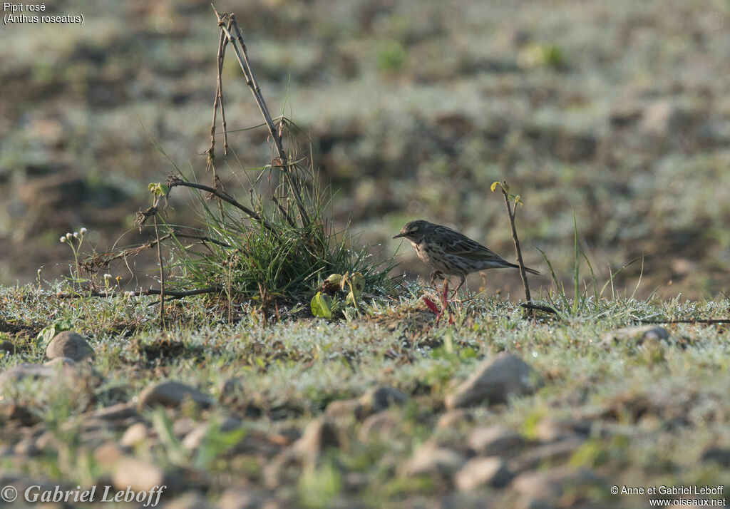 Rosy Pipit