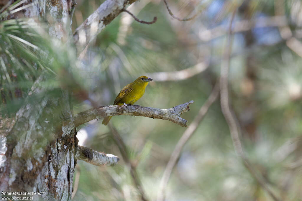 Hepatic Tanager female adult, habitat, pigmentation