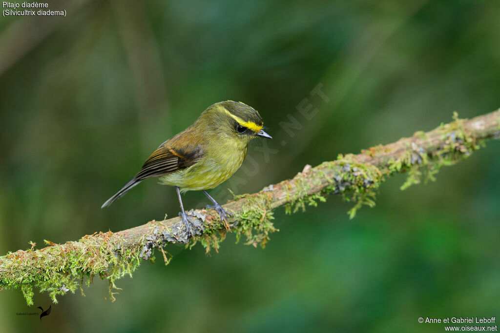 Yellow-bellied Chat-Tyrant