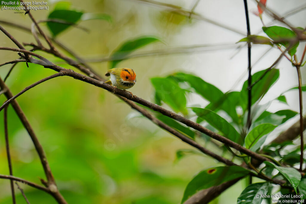 Rufous-faced Warbler
