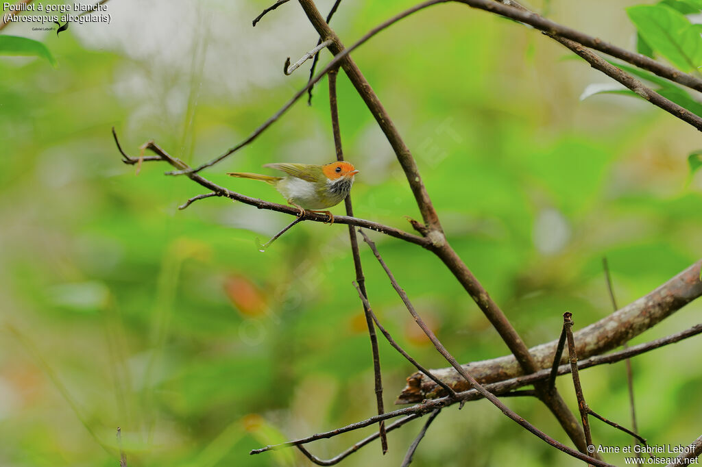 Rufous-faced Warbler
