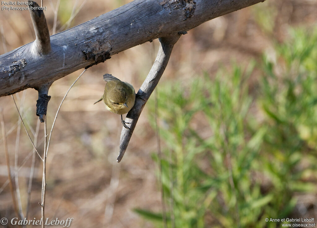 Iberian Chiffchaff