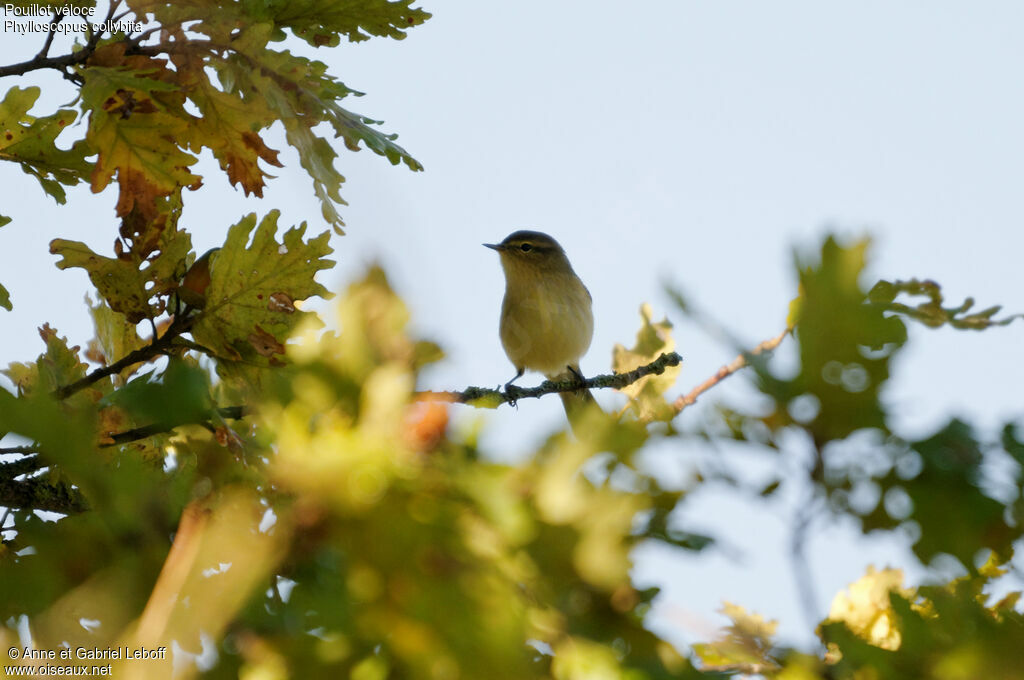 Common Chiffchaff