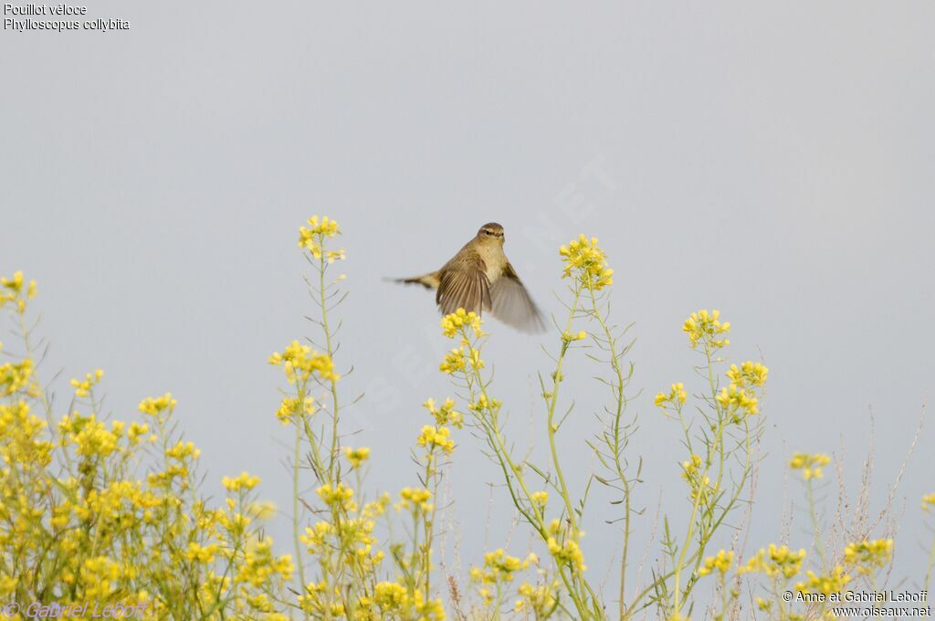 Common Chiffchaff