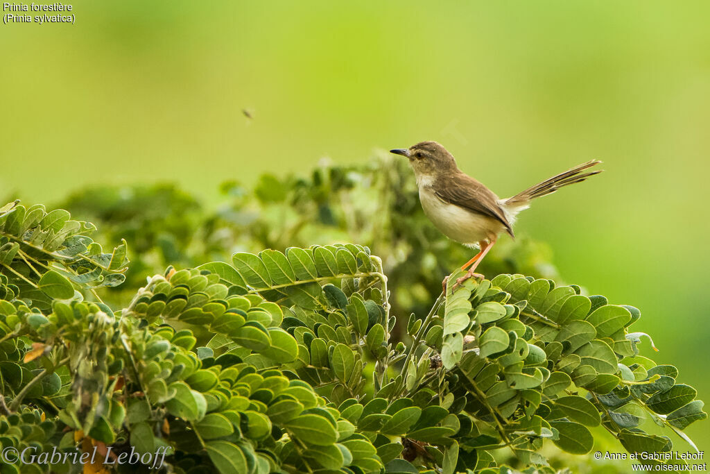 Jungle Prinia