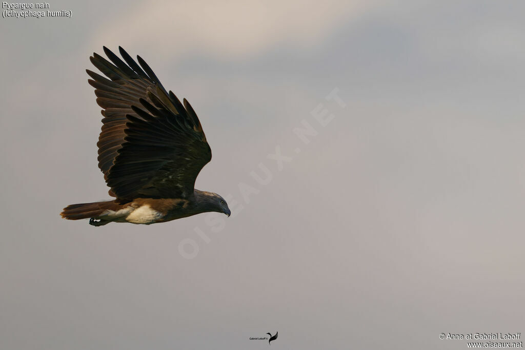 Pygargue nainadulte, Vol