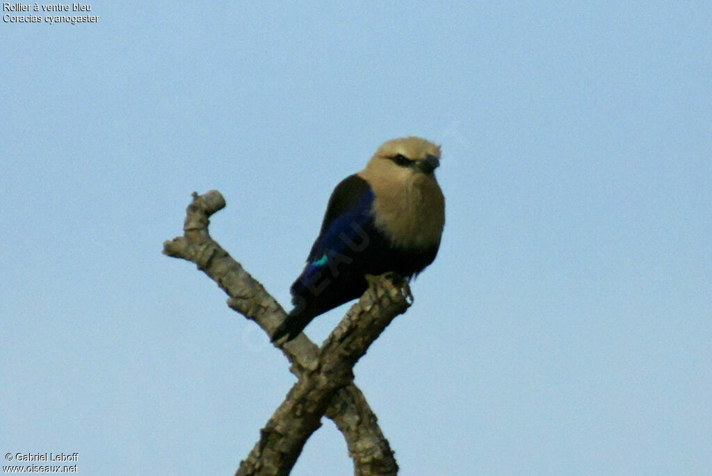 Rollier à ventre bleu
