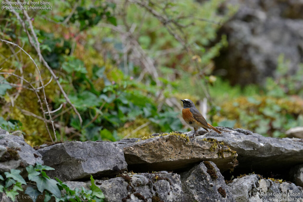 Common Redstart
