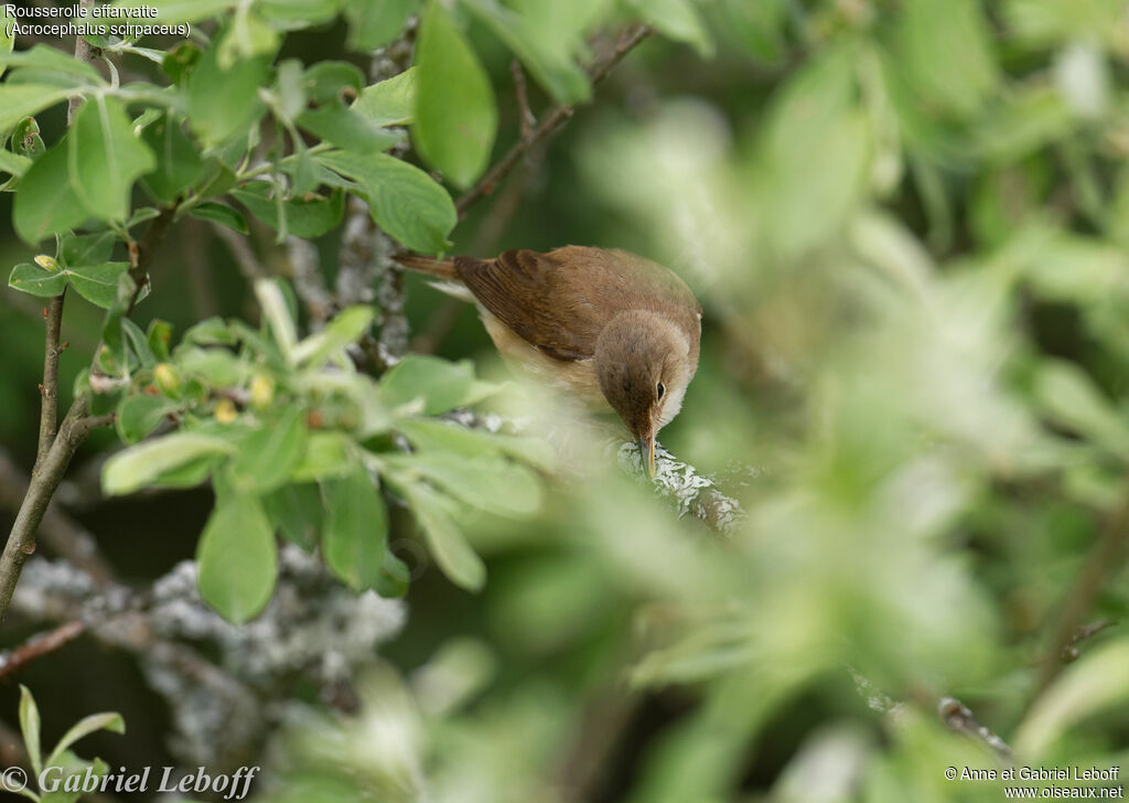 Common Reed Warbler
