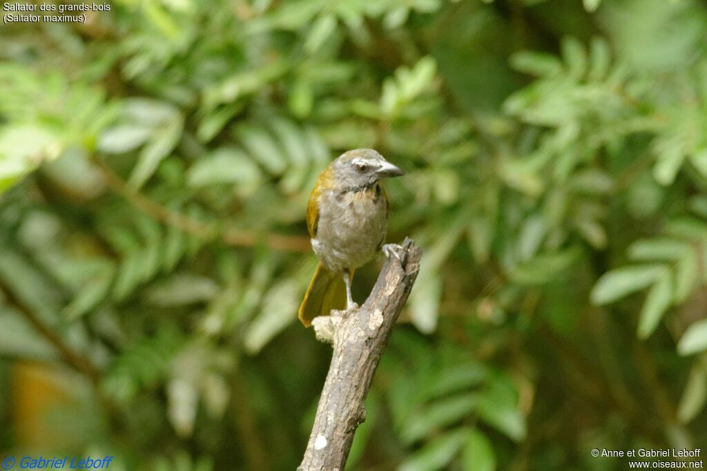 Buff-throated Saltator