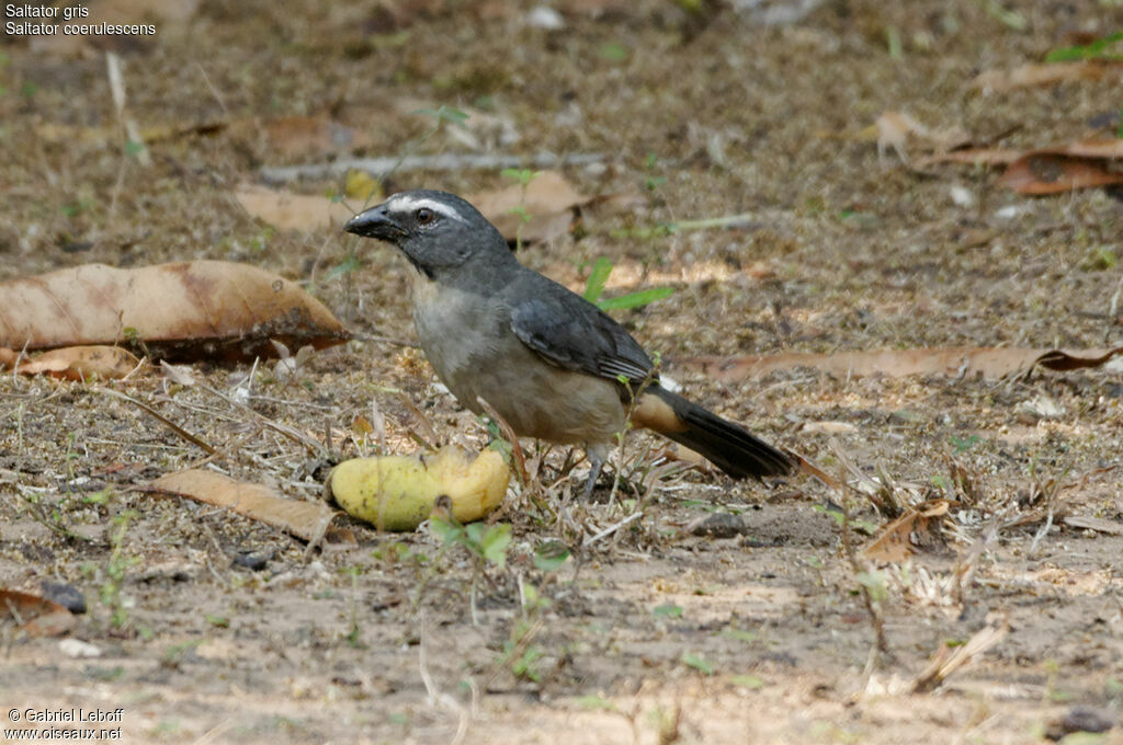 Bluish-grey Saltator