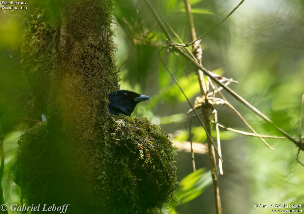 Rufous Vanga female adult, habitat