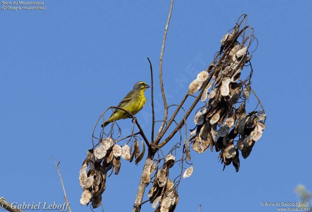 Yellow-fronted Canary