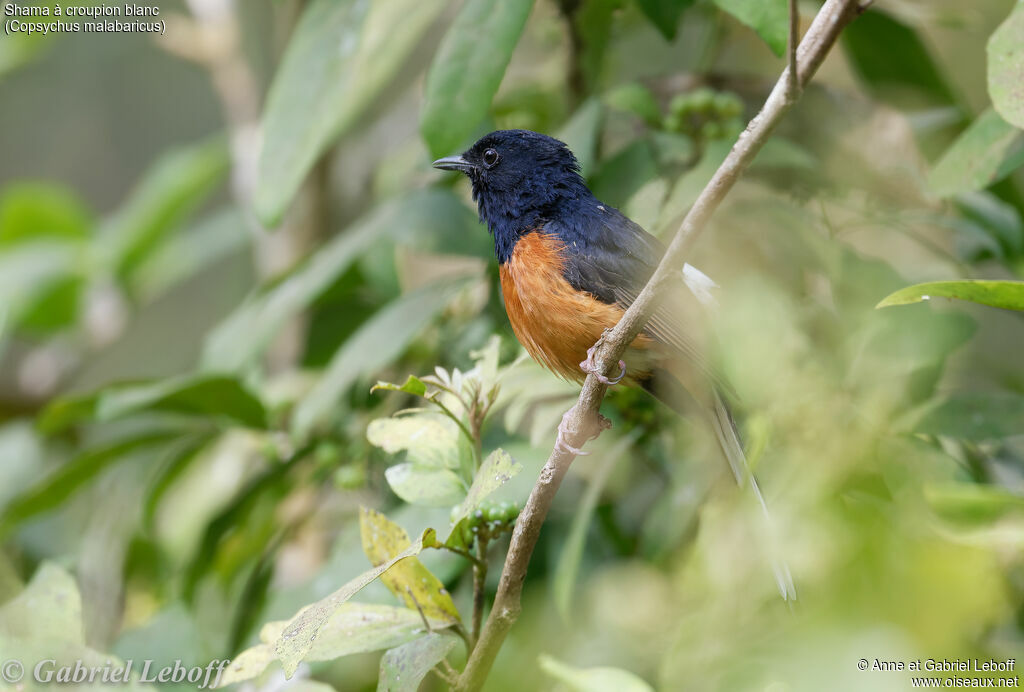 White-rumped Shama