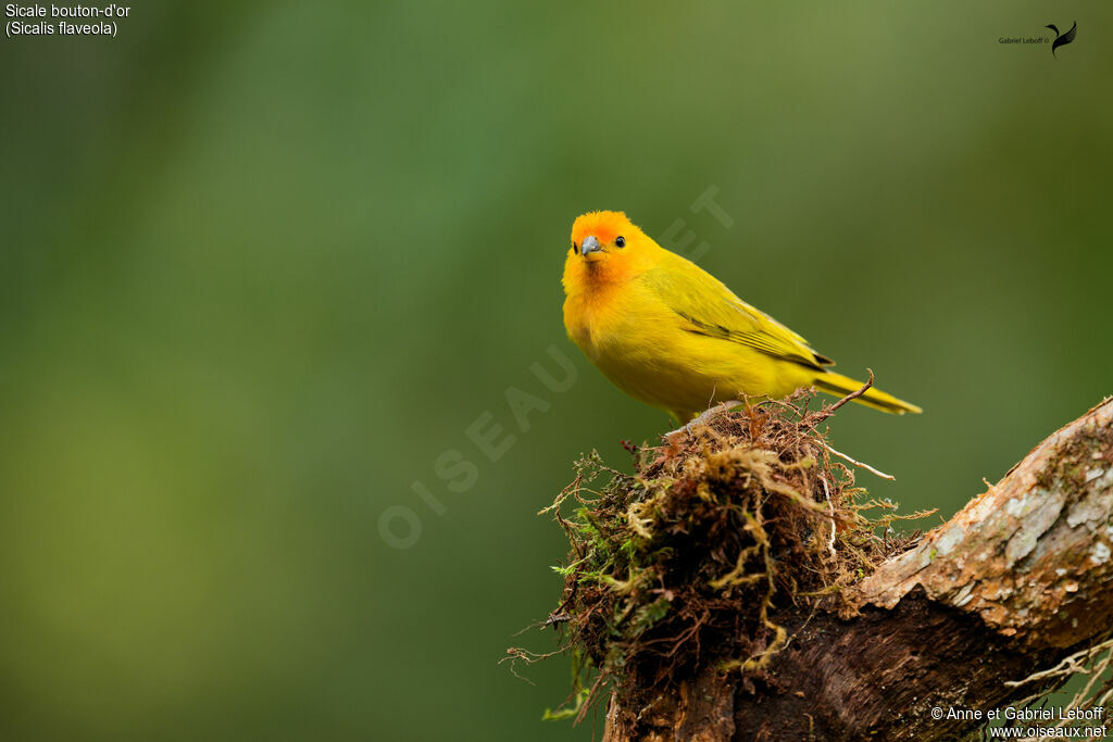 Saffron Finch