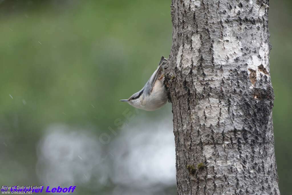 Eurasian Nuthatchadult, identification
