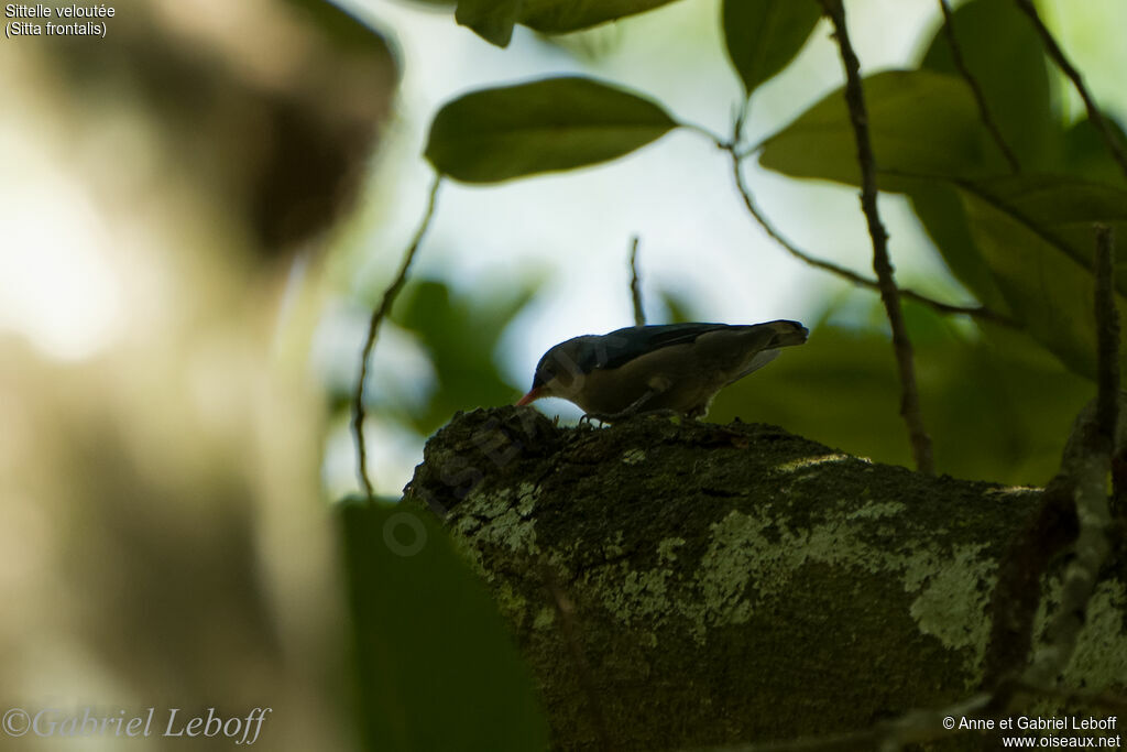 Velvet-fronted Nuthatch
