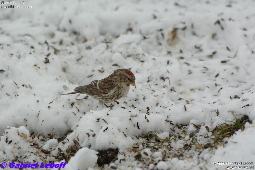 Redpoll female