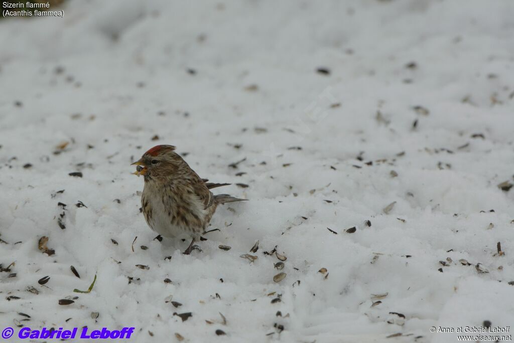 Redpoll female