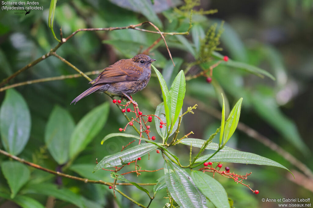 Andean Solitairejuvenile