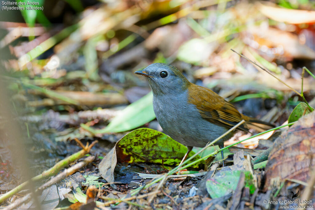 Andean Solitaireadult