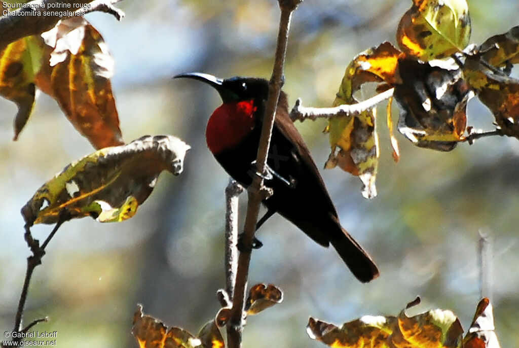 Scarlet-chested Sunbird male adult