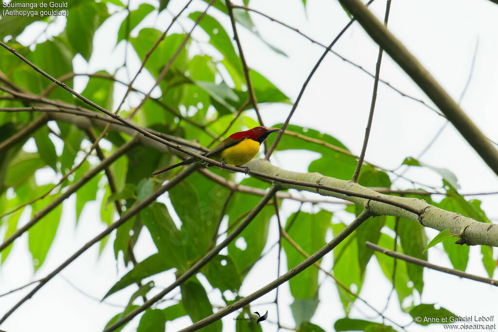 Mrs. Gould's Sunbird male