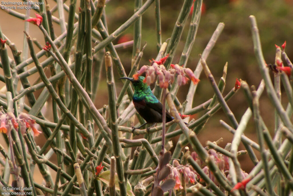 Marico Sunbird