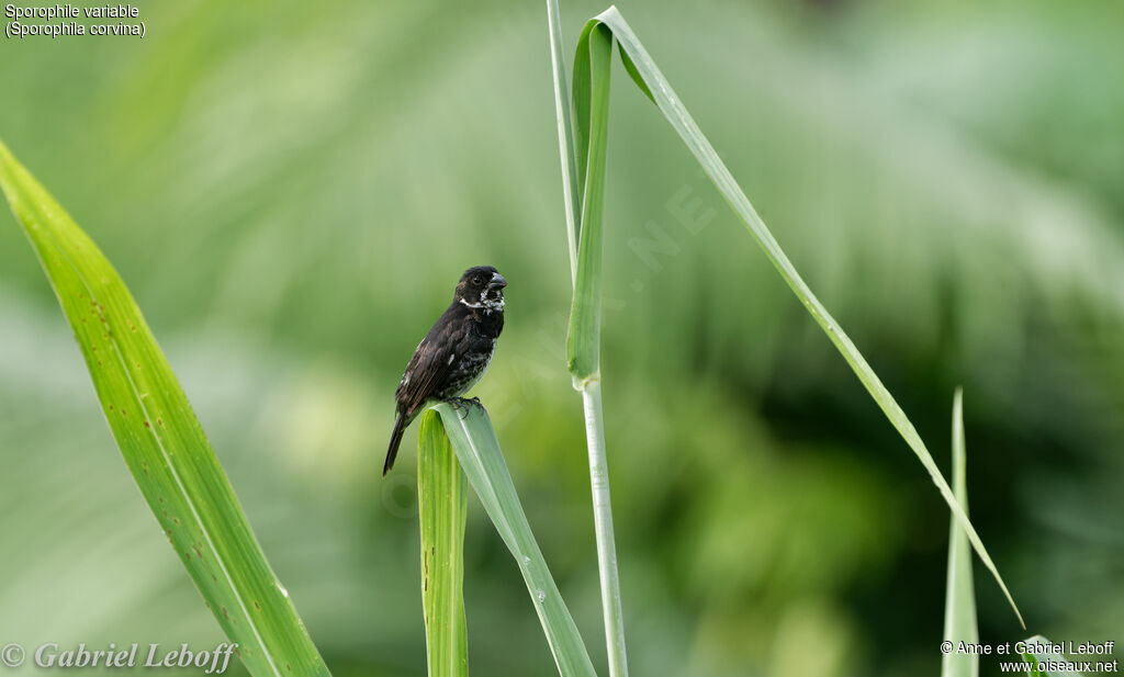 Variable Seedeater male