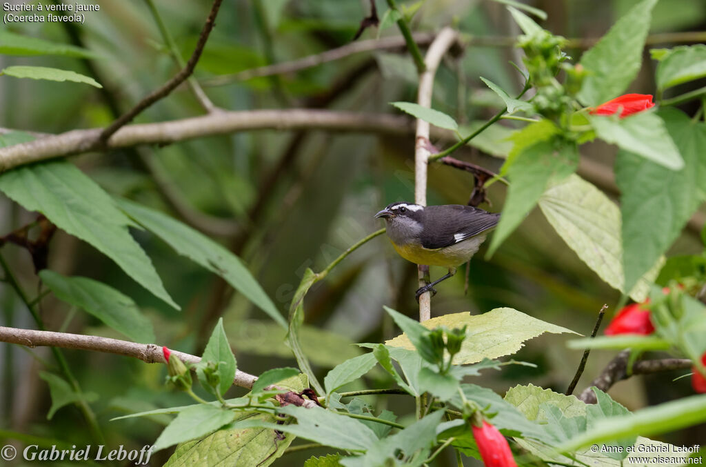 Bananaquit