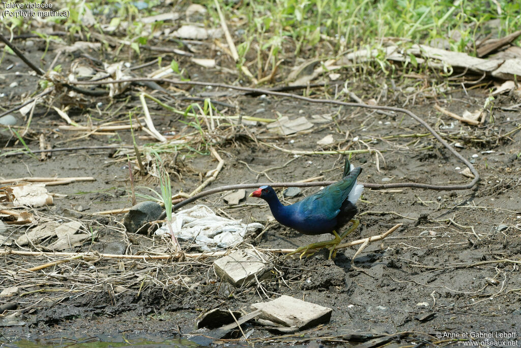 Talève violacéeadulte