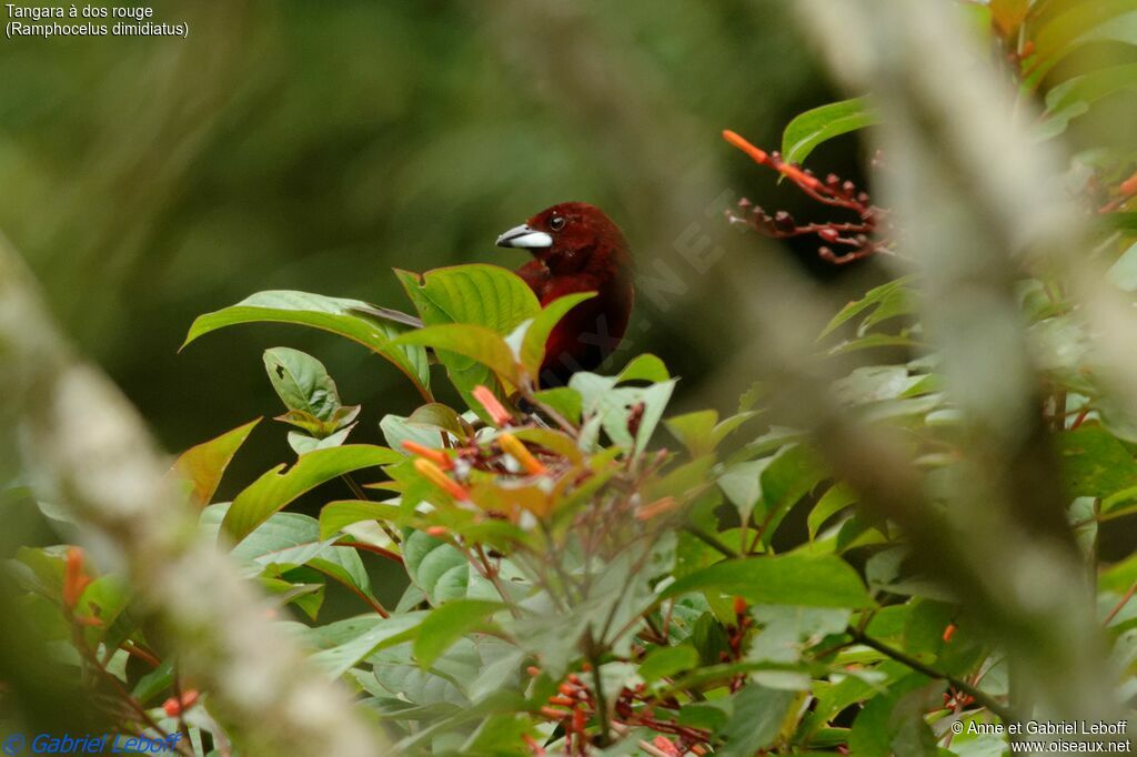 Tangara à dos rouge mâle immature