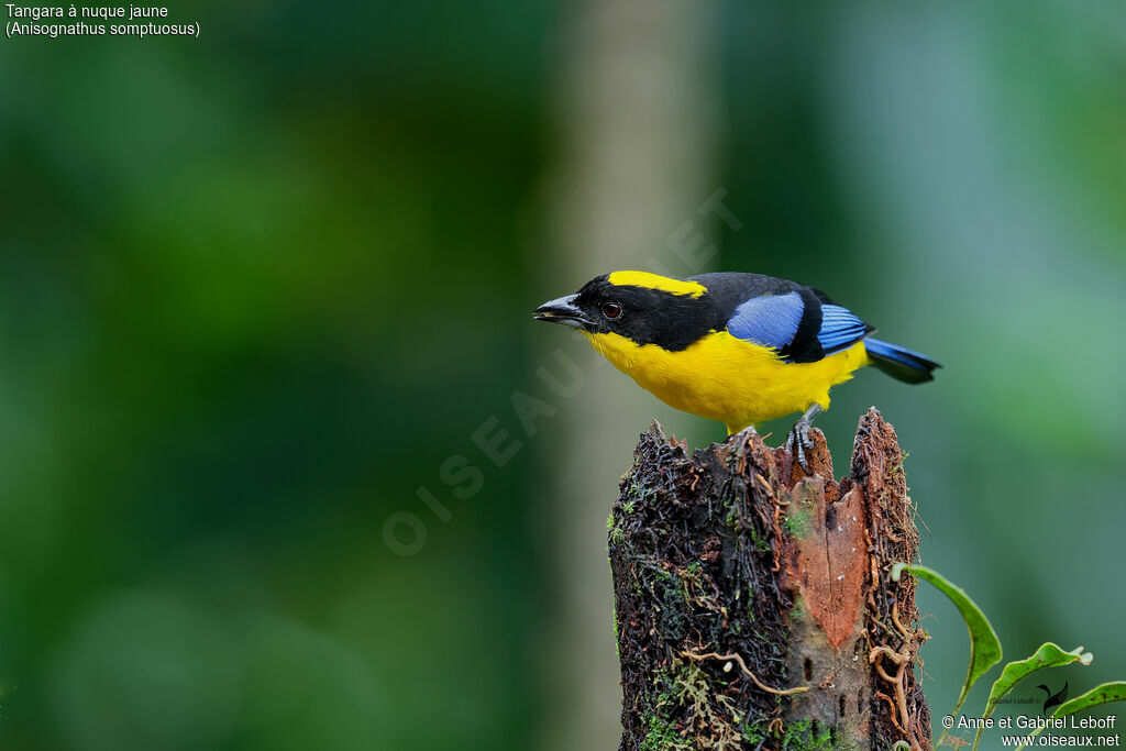Tangara à nuque jaune